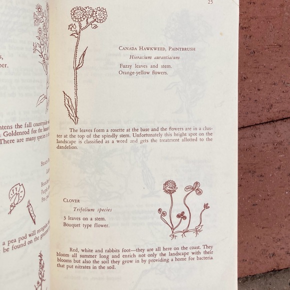 1971 Marginal Way Guide To Natural History Of Seacoast Area Maine New England - Picture 4 of 12